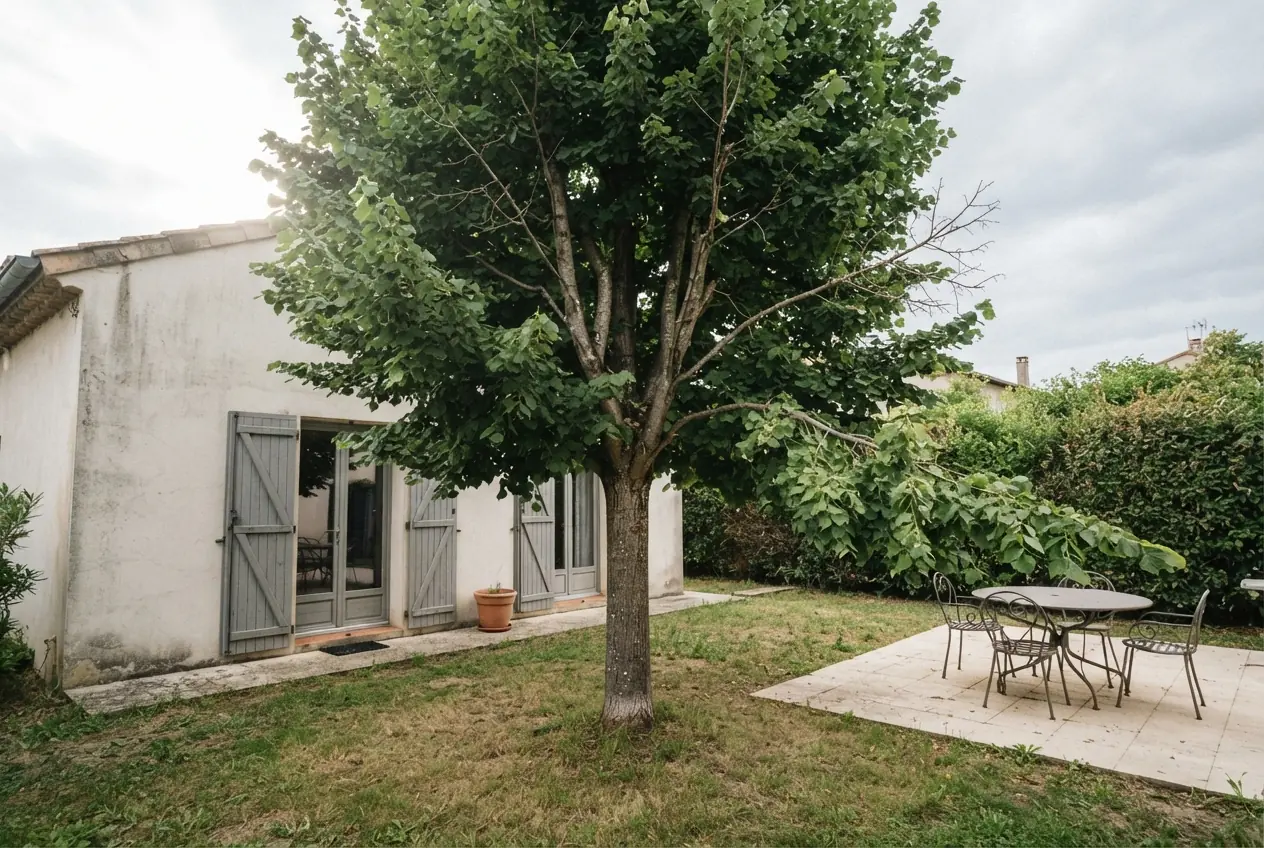 Tilleul dense avant élagage à Valence