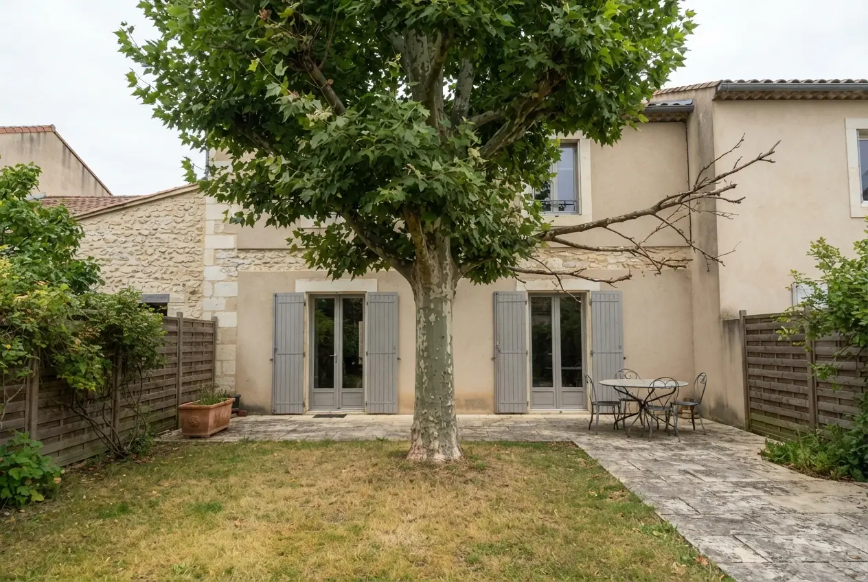 Platane dense avant taille douce à Valence